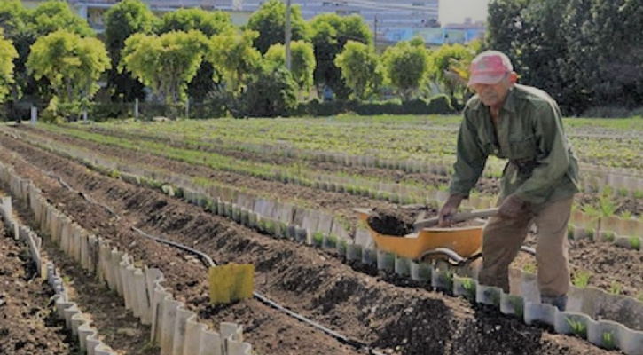 Habana's Urban Agriculture Policy
