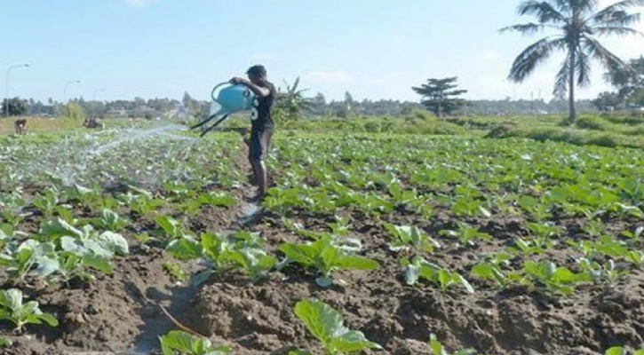 Maputo's Urban Agriculture Policy
